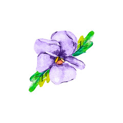 Fototapeta na wymiar Single flowers of viola pansy purple or violet color on a white background with leaf