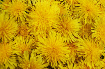 Colorful bright background from flower dandelions.Yellow background