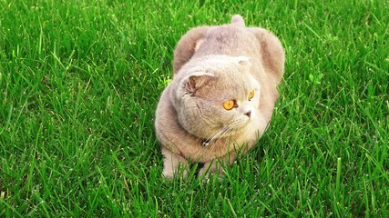 Funny persian gray cat with orange eyes on the green grass