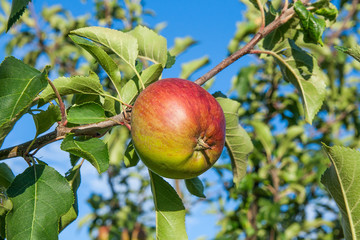 Shiny delicious apples hanging from a tree branch in an apple orchard.