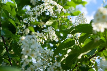 Cherry blossoms and sky