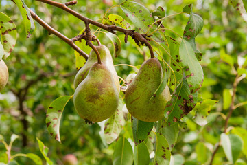 Shiny delicious pears hanging from a tree branch in the orchard..