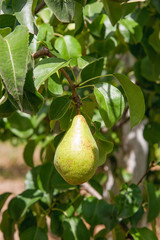 Shiny delicious pears hanging from a tree branch in the orchard..
