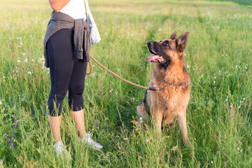 German shepherd dog with owner in the field