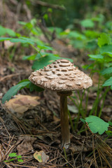 Macrolepiota procera or Lepiota procera in the forest. .