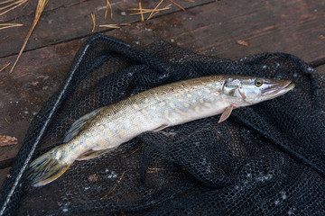 Close up view of big freshwater pike lies on black fishing net..