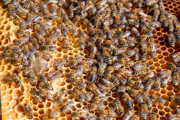 Working bee on the honeycomb with sweet honey..