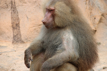 hamadryas baboon in a zoo in singapore