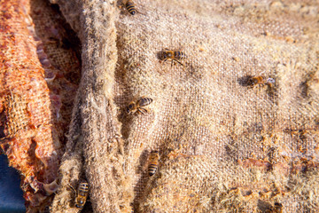 Bees swarming on vintage textile background..