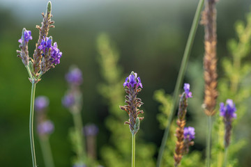 Lavender flowers on a field