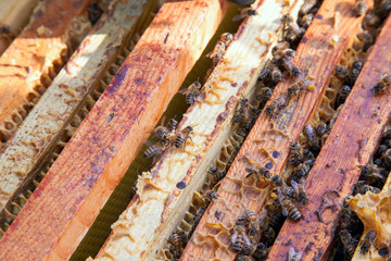 Open hive showing the bees swarming on a honeycomb..