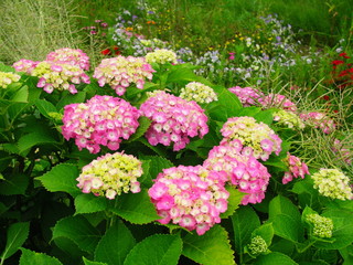 紫陽花と花壇風景
