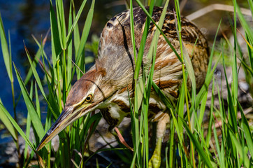 American Bittern Feeding At Turnbull National Wildlife Refuge