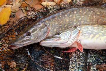 Freshwater pike fish. Two freshwater pike fish lies on landing net with fishery catch in it..