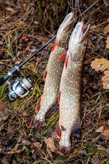 Freshwater pike fish. Two freshwater pike fish on fish stringer and fishing rod with reel on yellow...