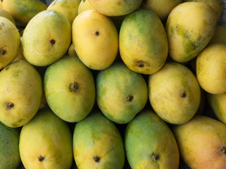 Yellow green mango in the market in Kochi, Kerala, India