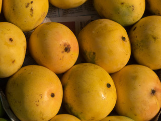 Yellow mango in the market in Kochi, Kerala, India