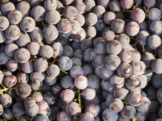 Red grapes in Kochi, Kerala, India