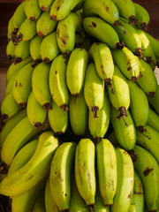 Green bananas on branch in  Kochi, Kerala