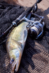 Freshwater zander and fishing equipment lies on wooden background..