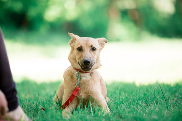 Beautiful dogs in nature and in the city