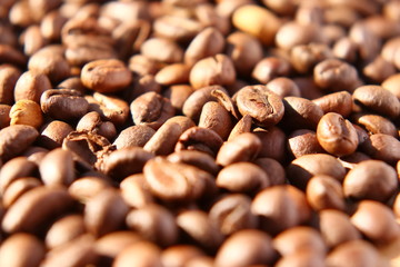 Grains of aromatic roasted coffee scattered on a cardboard surface in the rays of the rising sun.