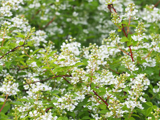 Raspberry bush with white flowers. Beautiful in spring bloom garden. Flowering rubus
