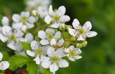 Obraz na płótnie Canvas Raspberry bush with white flowers. Flowering rubus. Beautiful in spring bloom garden, panorama, close-up