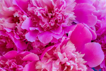 bouquet of pink peonies close-up