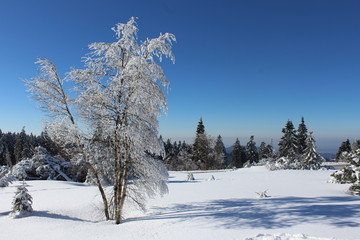 Fototapeta na wymiar Beautiful snowy tree under a blue sky