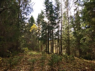 forest in autumn