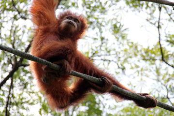 orangutan in a zoo in singapore