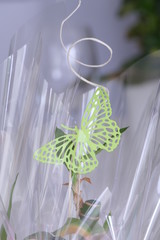 Green Buttefly Gift Decoration with transpaent cellophane