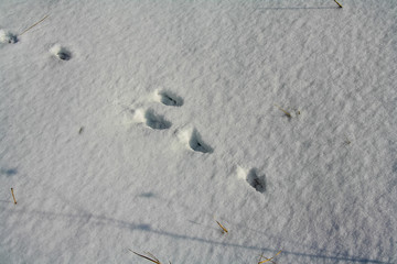trail of a gray hare