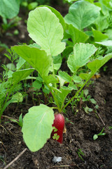 Radish grows in the ground, almost ripe. Macro photography on the theme of vegetable growing, healthy nutrition. Vegan concept