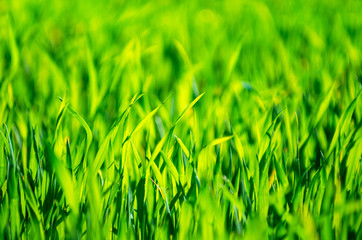 green grass background with selective focus