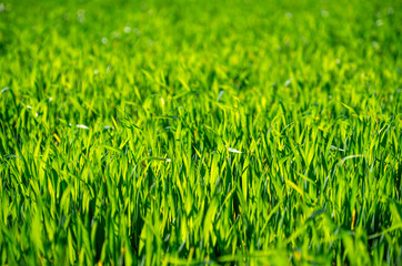 green grass background with selective focus