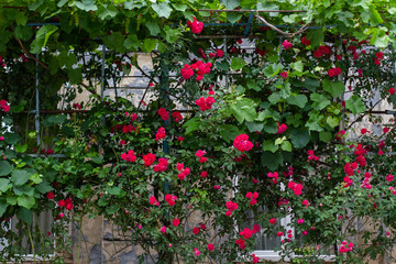 red roses flowers on the facade of the building