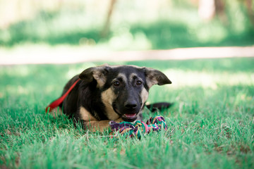 Beautiful dogs in nature and in the city