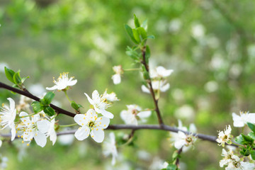 Snow-white flowers of cherrytree bloomed among young green leaves in the spring garden