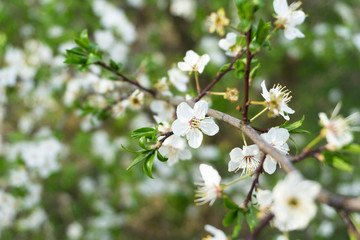 Snow-white flowers of cherrytree bloomed among young green leaves in the spring garden