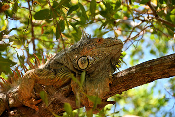 Portrait of an iguana climbing a tree