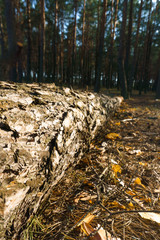 Cutting down trees. Sawn logs lying on the grass. Cleaning the park from old, sick trees
