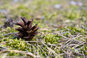 Naklejka na ściany i meble Closeup of a pinecone on the ground with a blurry background