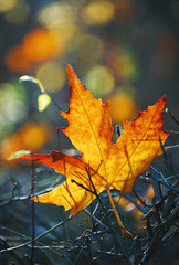 Yellow maple leaf on the ground in autumn sunlight