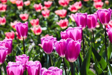 Beautiful bouquet of tulips nature background.