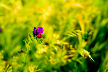 Flower with unfocused wheat field background