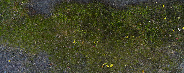 green moss wall. Web banner, long crop hor. natural green texture. Grunge nature background
