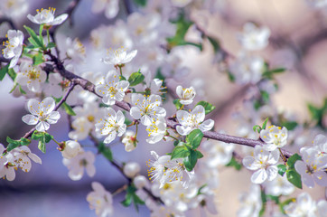 Cherry branch with beautiful background