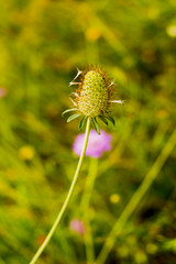 Flower with unfocused wheat field background